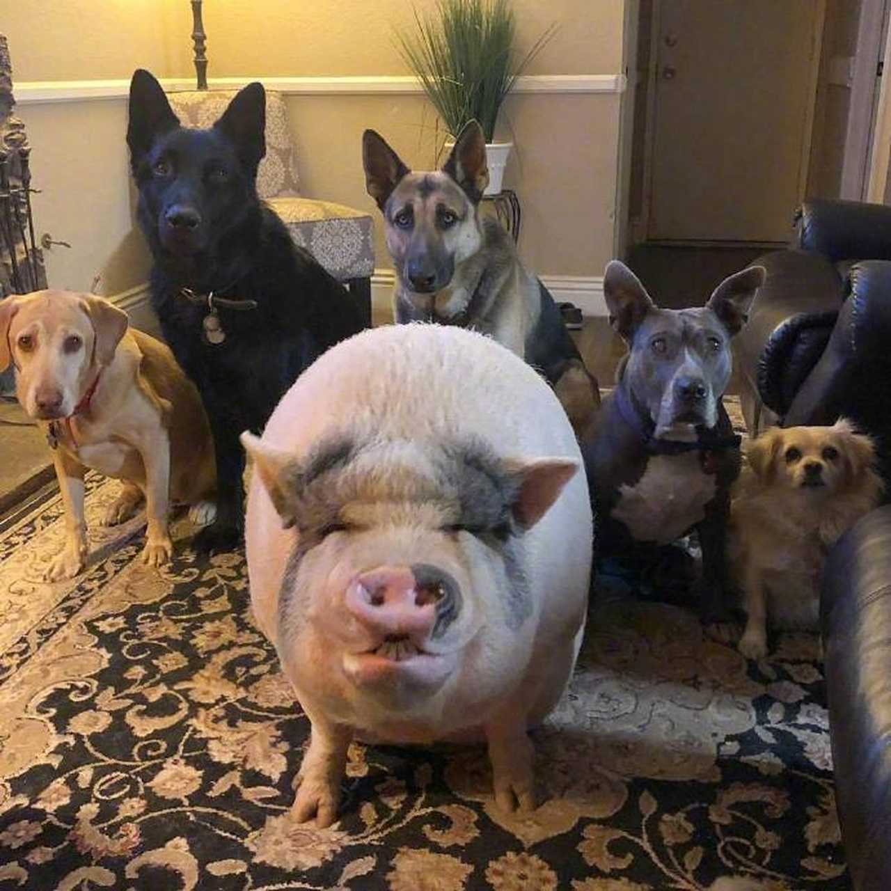 据说这就是你跟你好友的合照 [三哈]   【搞笑】