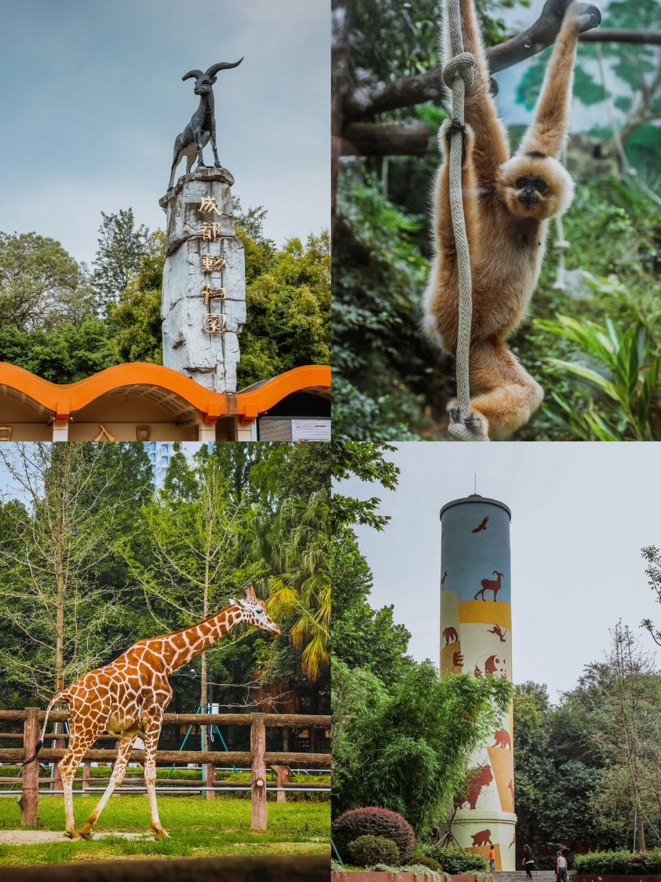 成都动物园|你要不要这么良心|20元超值门票   93成都动物园真的