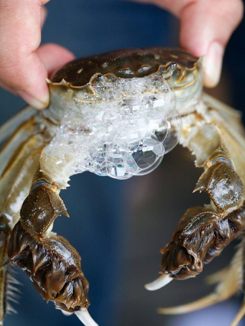 咱就是说,小编也看过那么多次螃蟹吐泡泡,咋就没想到把它设计成按压式