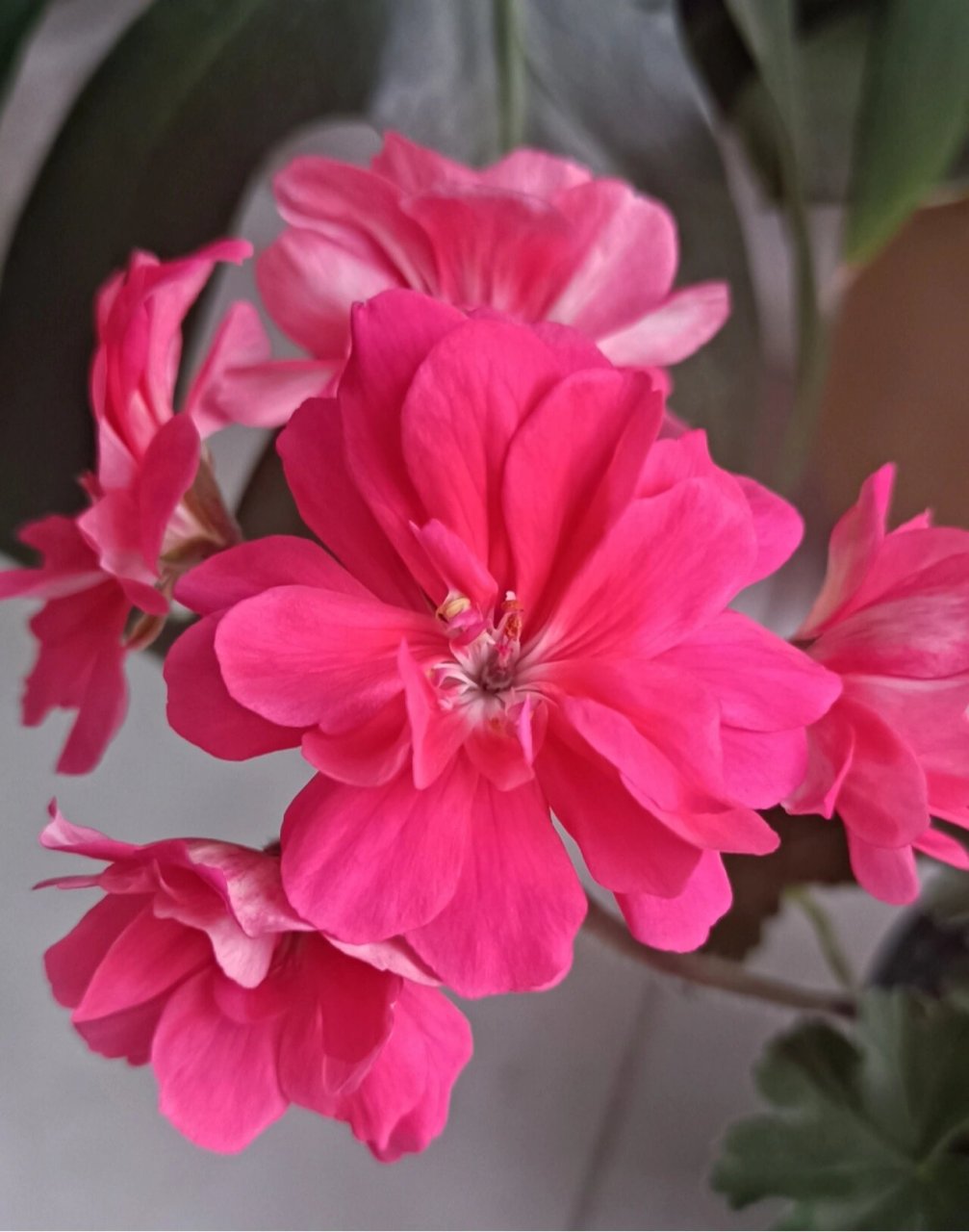 两个好看的天竺葵品种 莱娜 &戛纳 都是兽系,这个系列颜色真艳丽,单朵