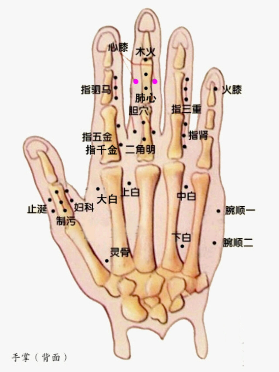 膝胸位十二个点位图片图片