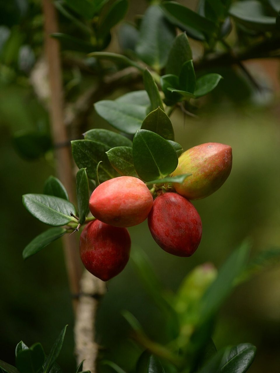 大花假虎刺 别名美国樱桃,原产南非,夹竹桃科,有针刺,枝叶果都有白色