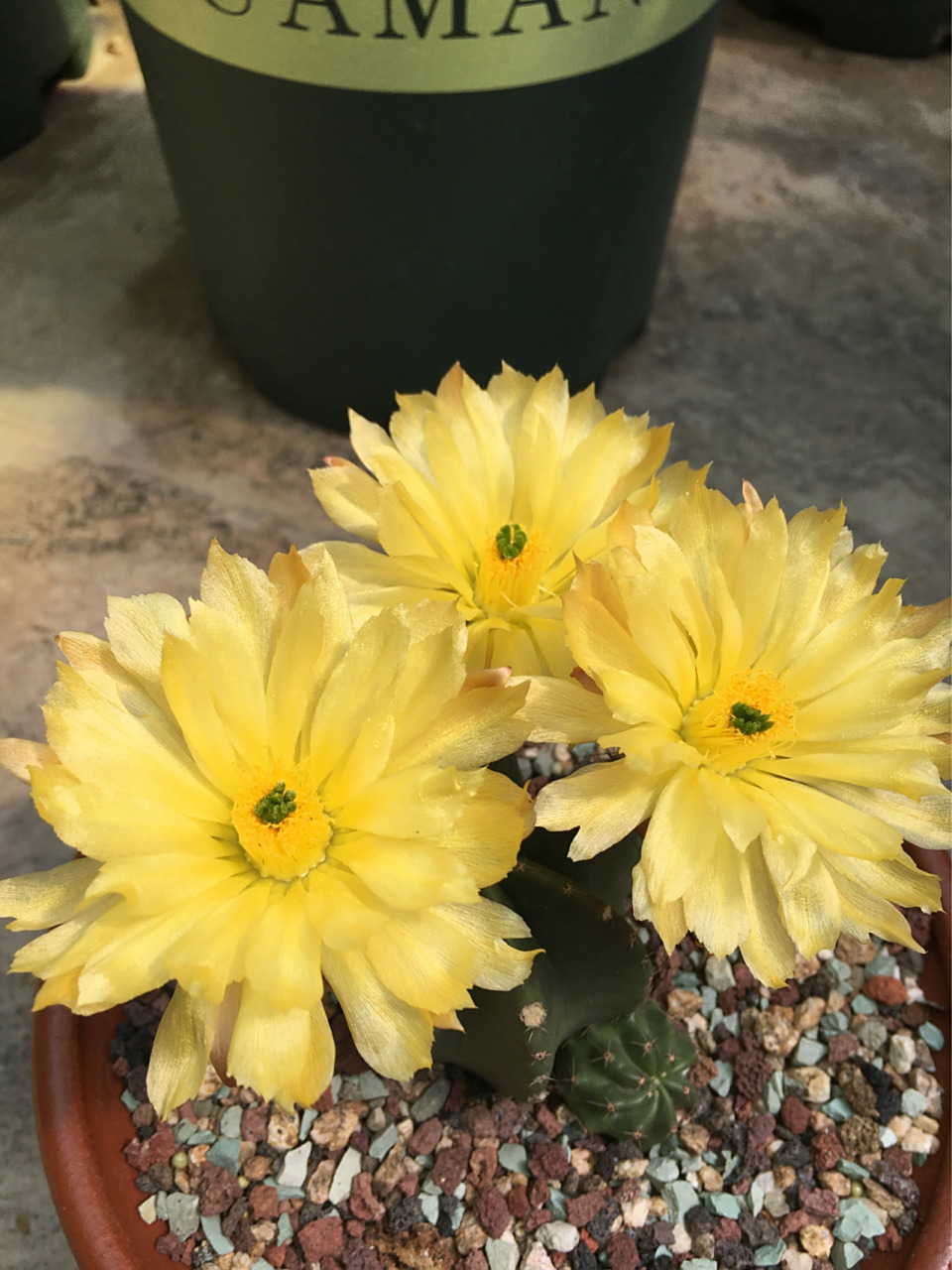 仙人球开花 微刺虾 微刺虾 折墨虾和无名虾这三个品种是19年买的小苗