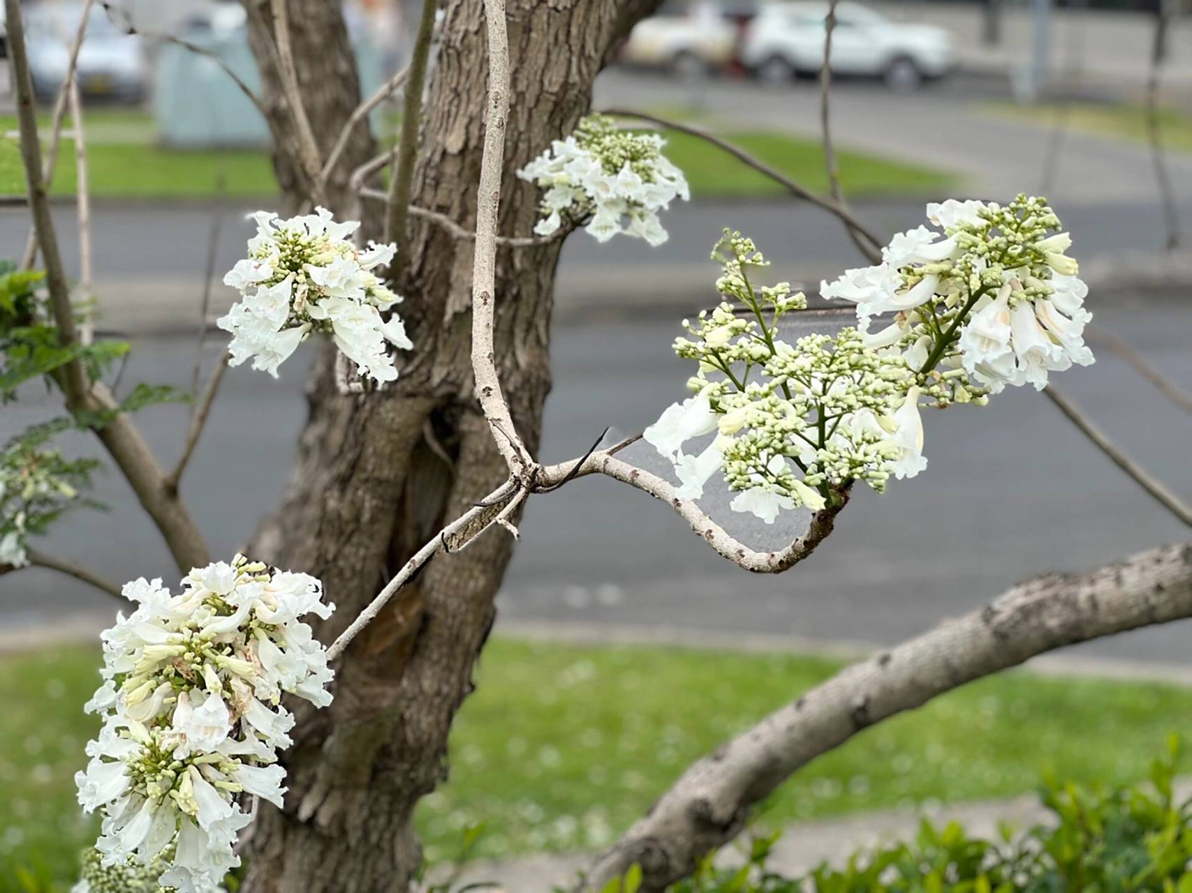 暂且亲切地称呼为"白花楹"吧07 	 虽然白花楹可能不及紫色