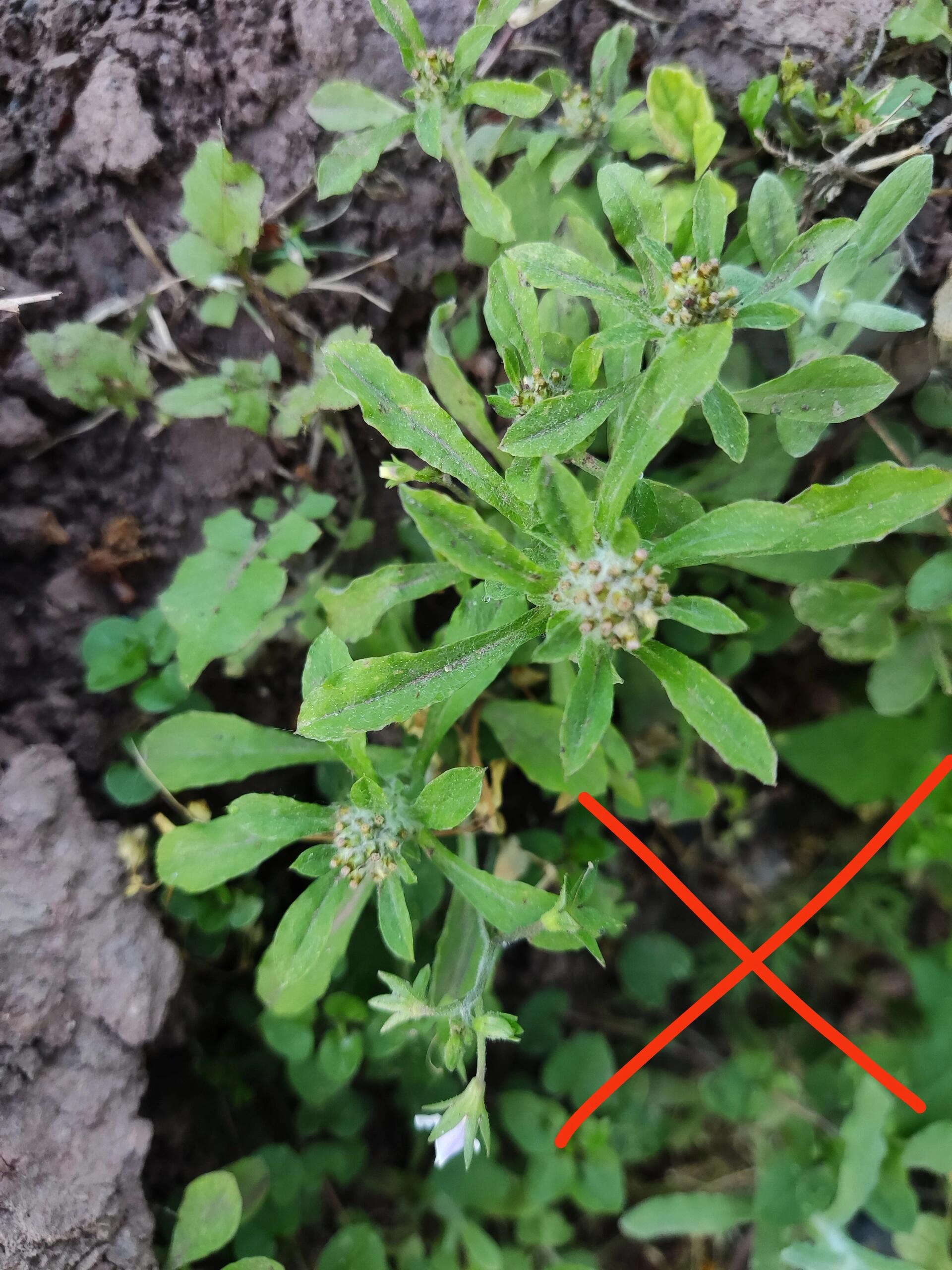 白花花的叫匙叶合冠鼠麴草