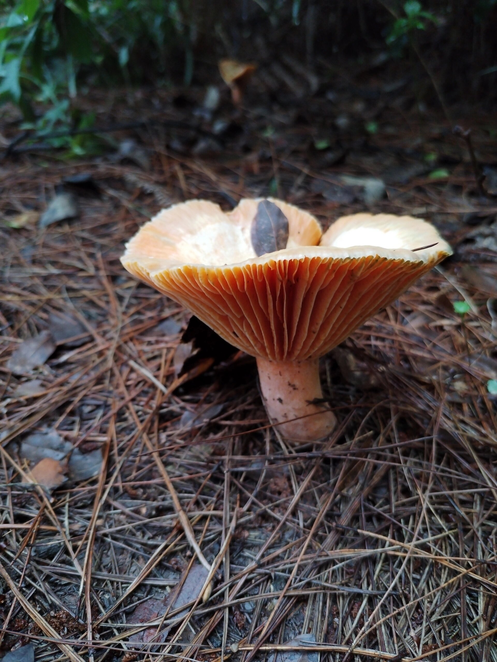 打野九月香,松树菌 早上才认识这九月香,今天就小有收获,不过说叫九月