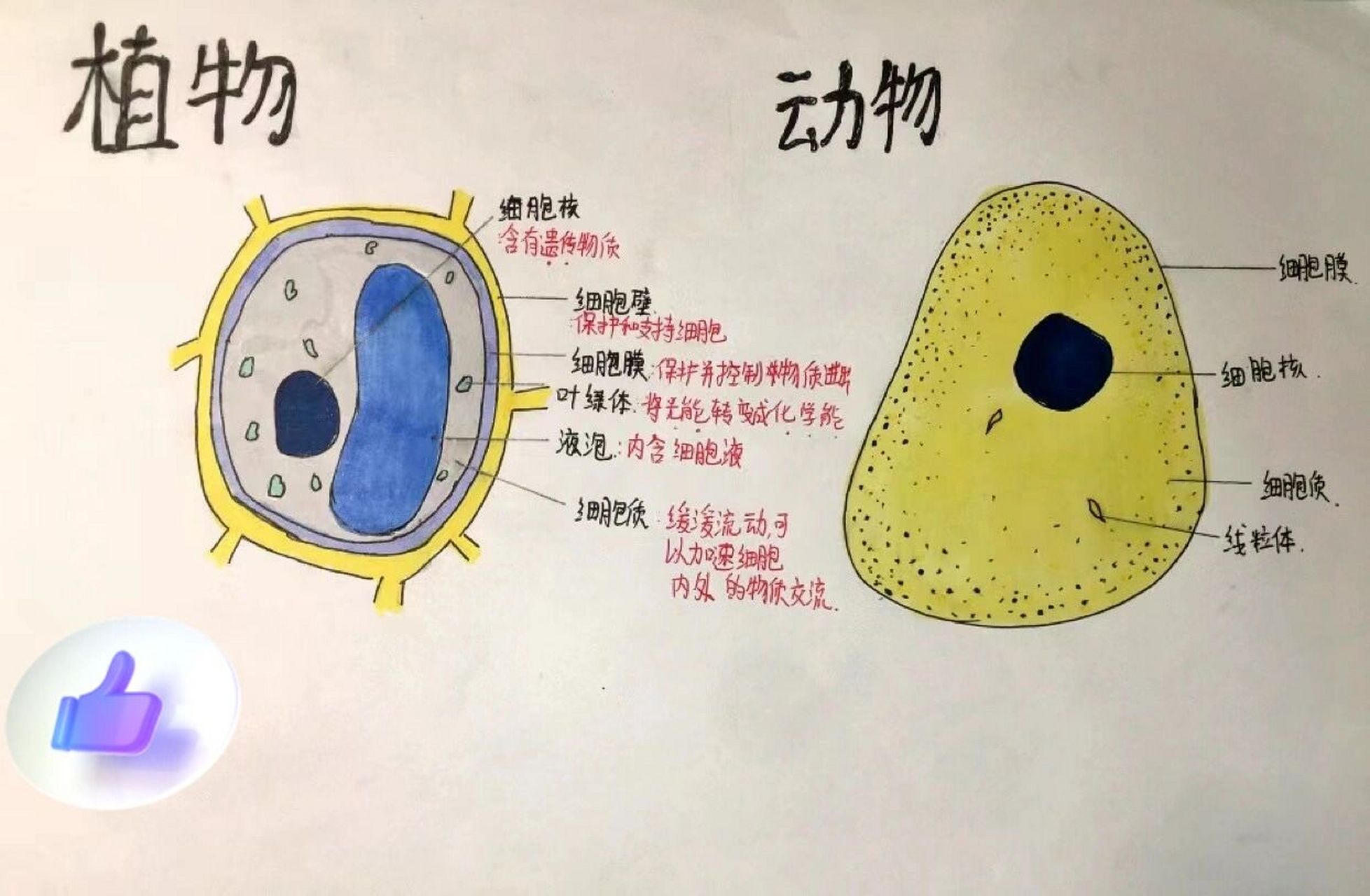 动物细胞图手绘图图片