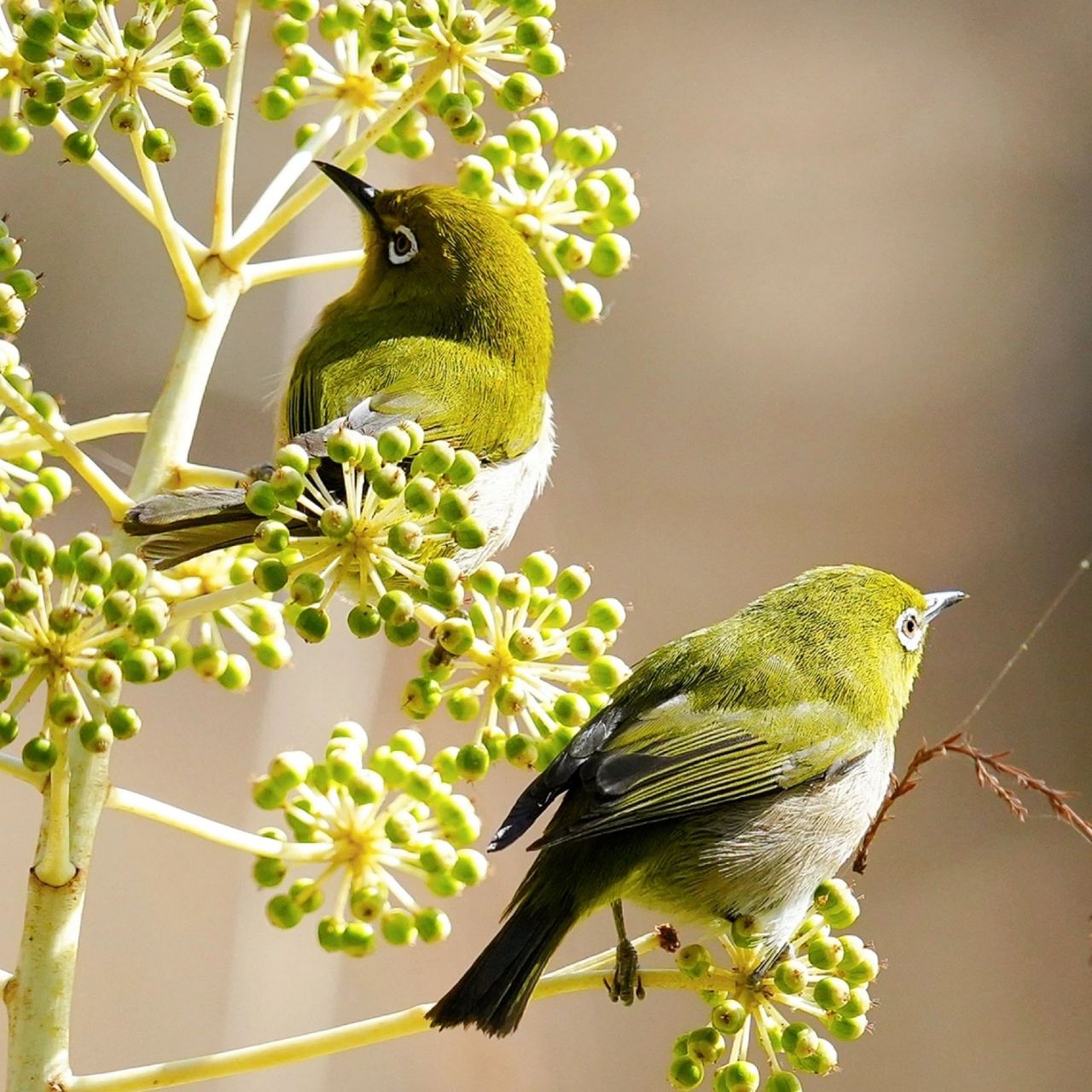 鸟类图鉴|暗绿绣眼鸟 城市里的常见鸟,天气一转凉就会出现,在枝头叽叽
