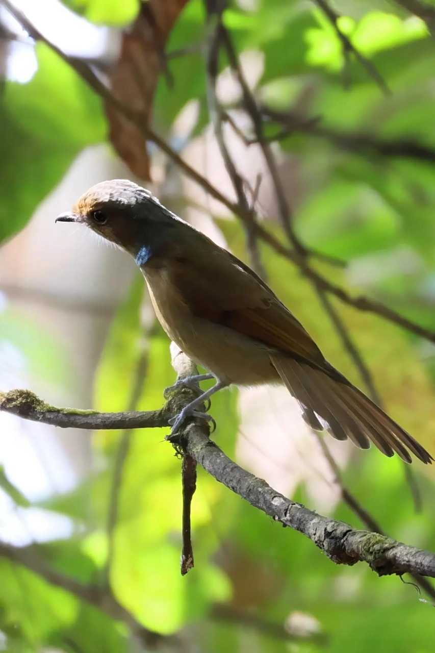 【百鸟志61图纪】 (359)◇70大仙鹟70◇ (癸卯季冬,摄于腾冲