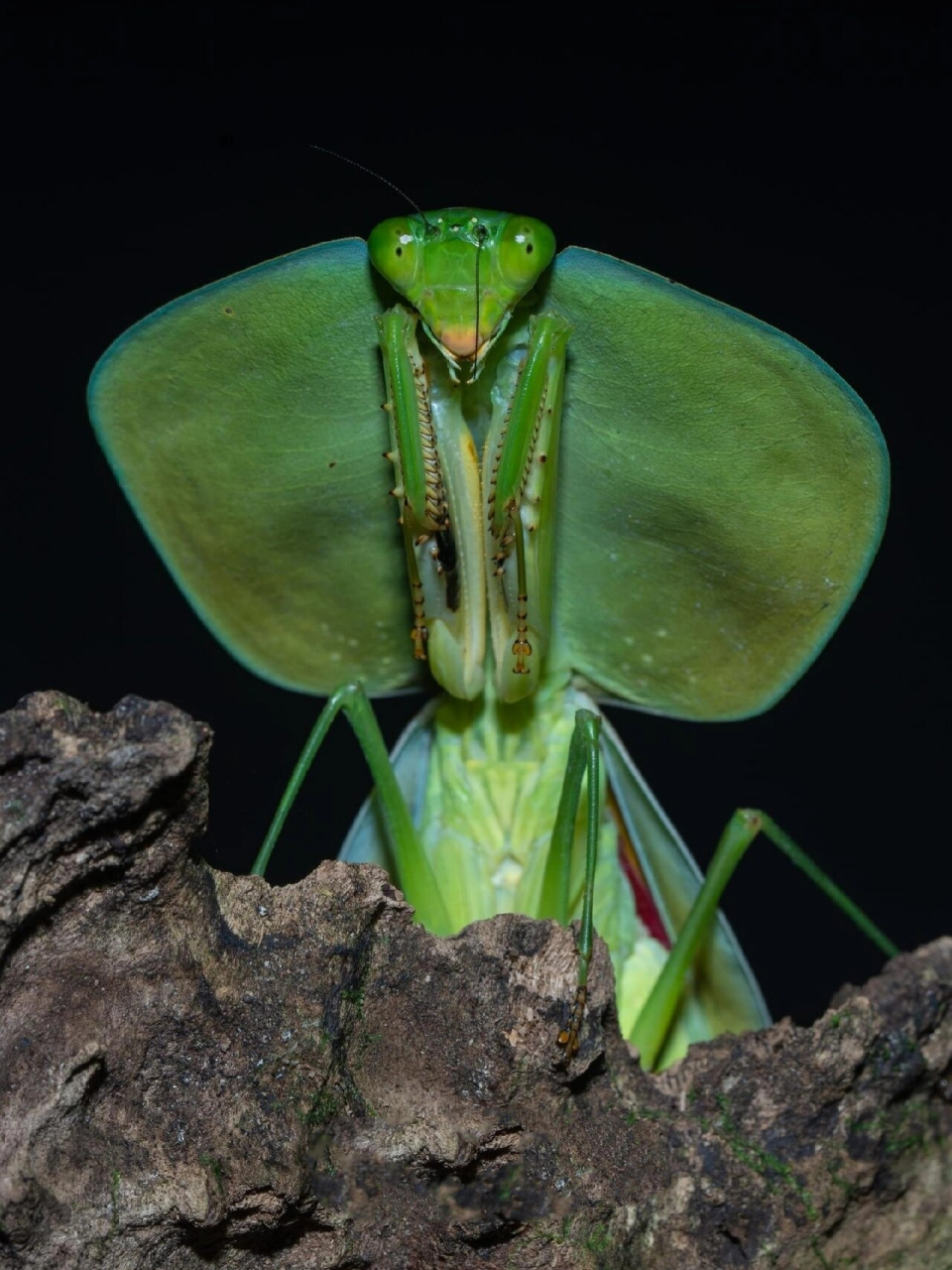 南京自然博物教育|神奇生物图鉴|叶背螳 名称:南美叶背螳螂 外文名