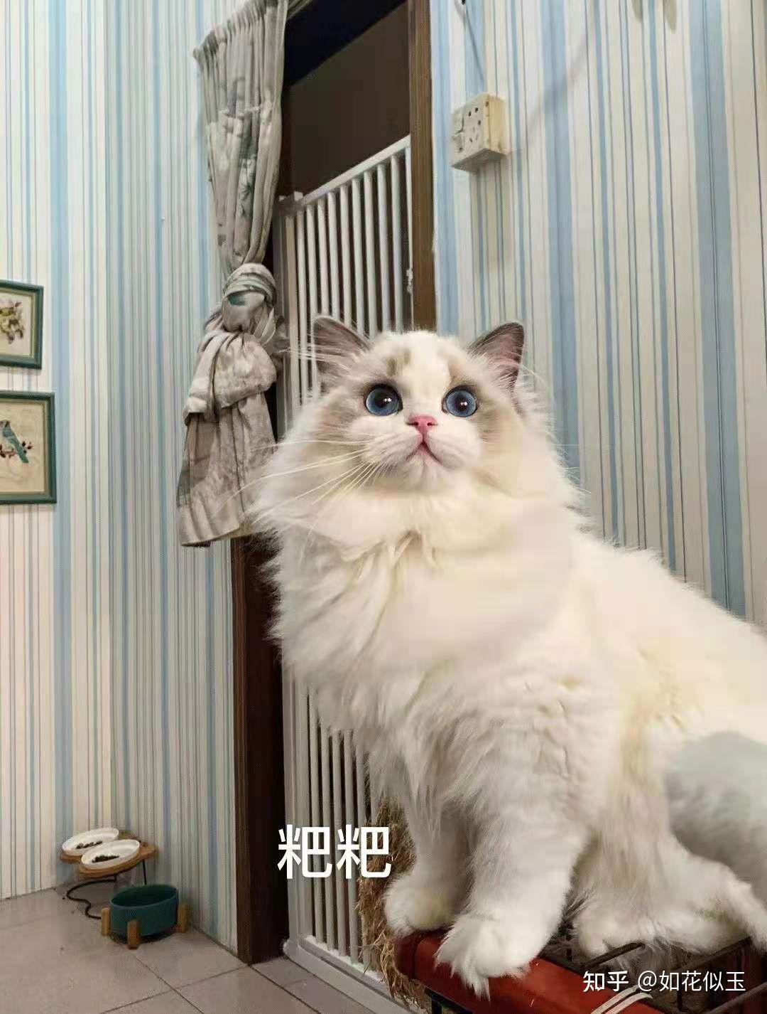 布偶猫换胎毛前后对照图片