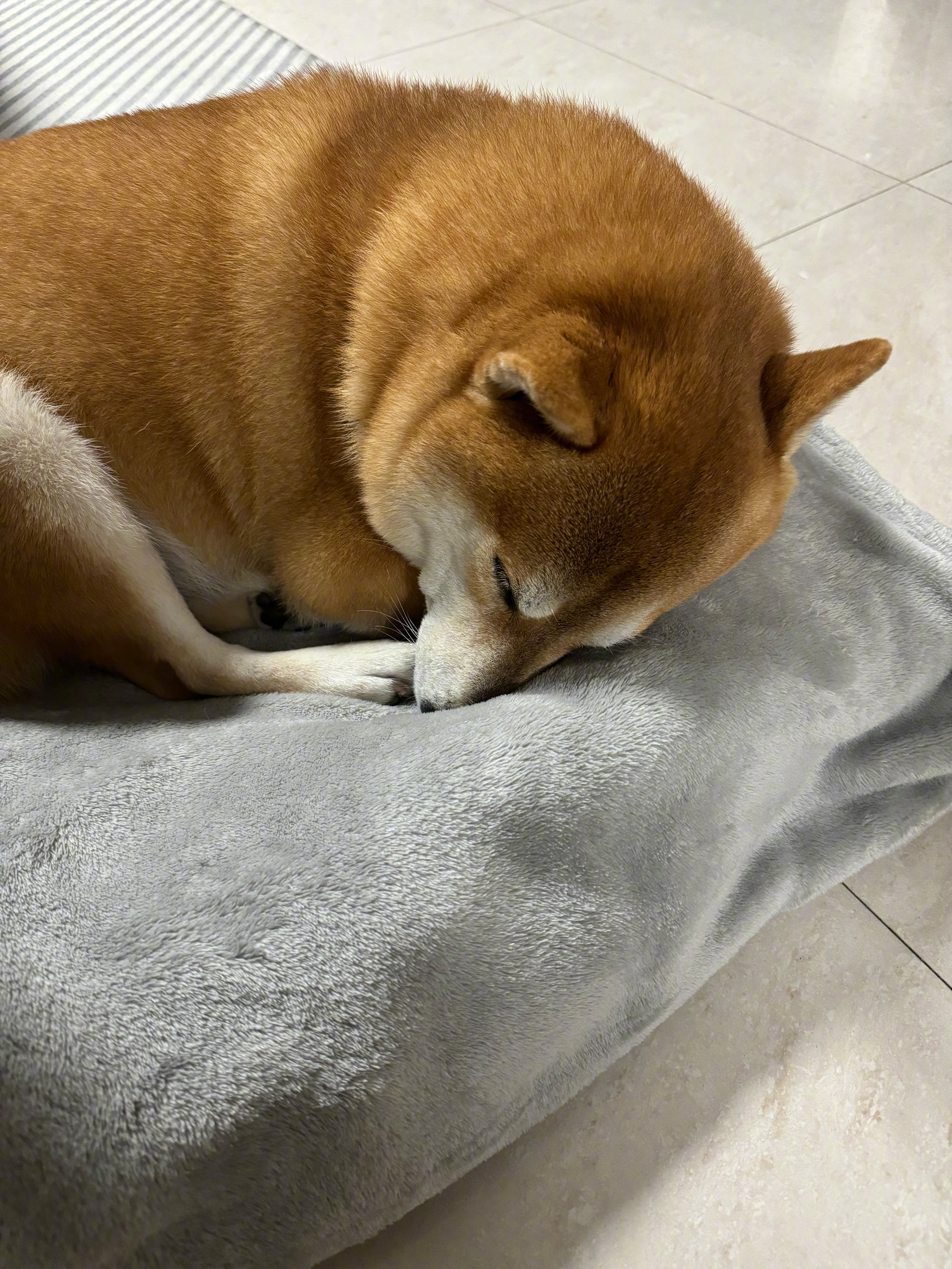 柴犬骑木马表情包狗狗听歌曲的烦躁的照片小狗祈祷在家和狗狗看电视吃