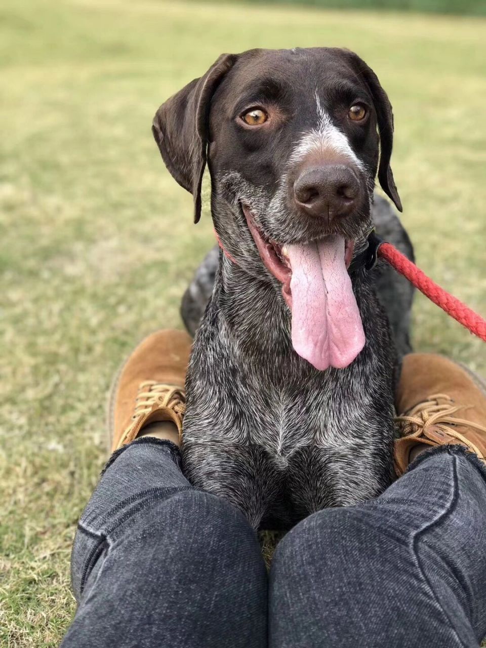 德国短毛波音达猎犬 在绿茵草地玩耍,开心地狂奔97 波音达跑步时的