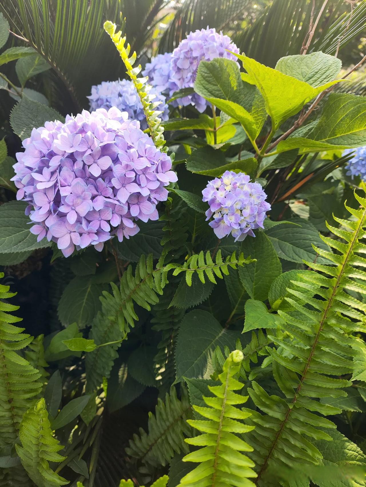 紫色绣球花和绿色蕨类植物搭配紫色绣球花与绿叶的蕨类植物的翠绿和