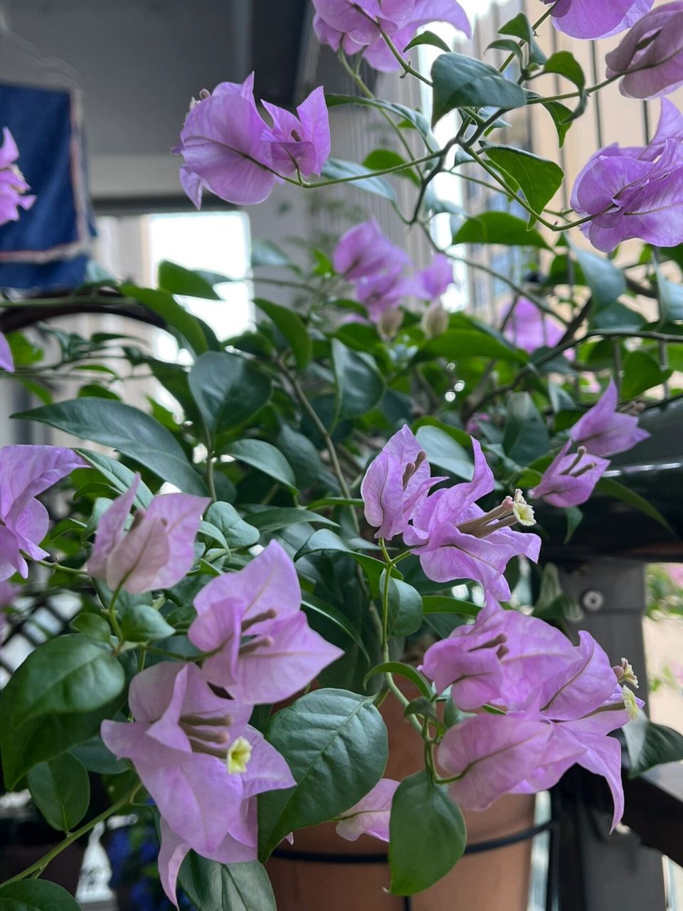 三角梅雪紫 养了三个多月第一次开花,很仙气的紫色.