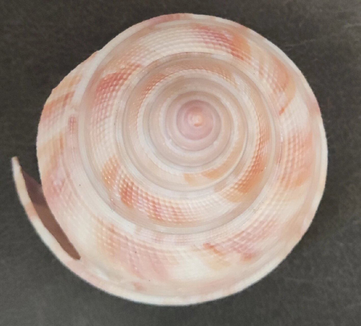 博物志:红翁戎螺 红翁戎螺(perotrochus hirasei)帝王裂隙螺,腹足纲