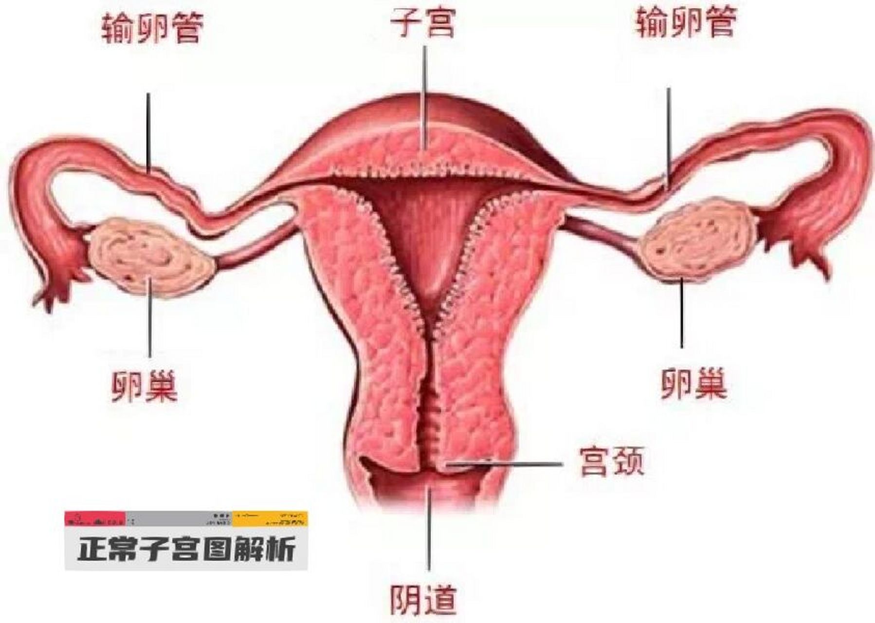 正常的子宫内部图片图片