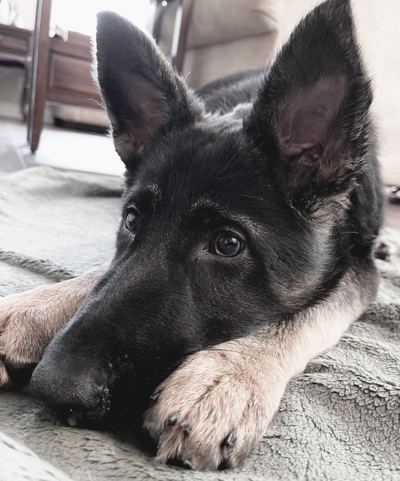 养狗|四个月大的德国牧羊犬 调皮可爱捣蛋 六个月大的的小德牧78