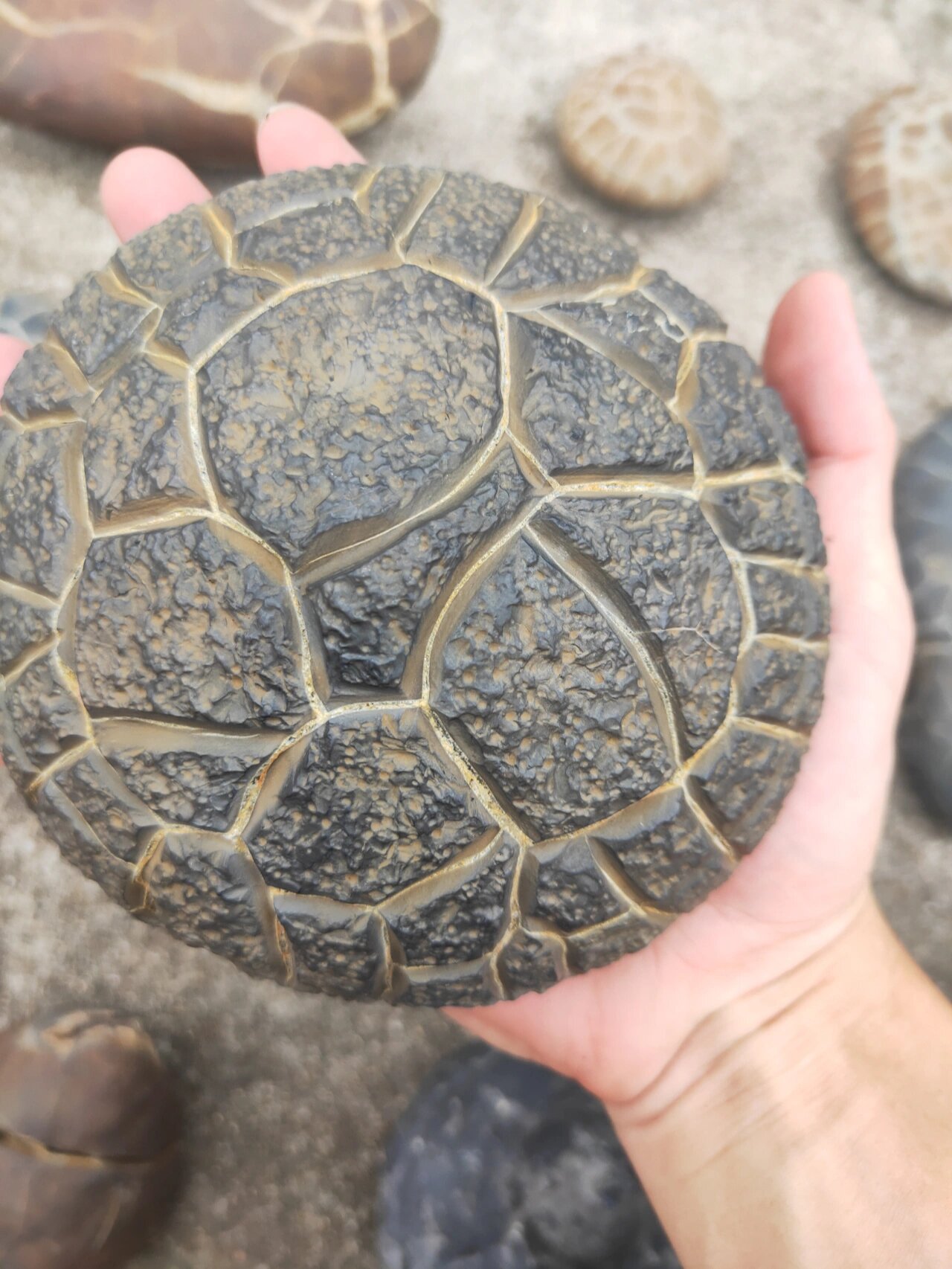 湖南精品龟纹石