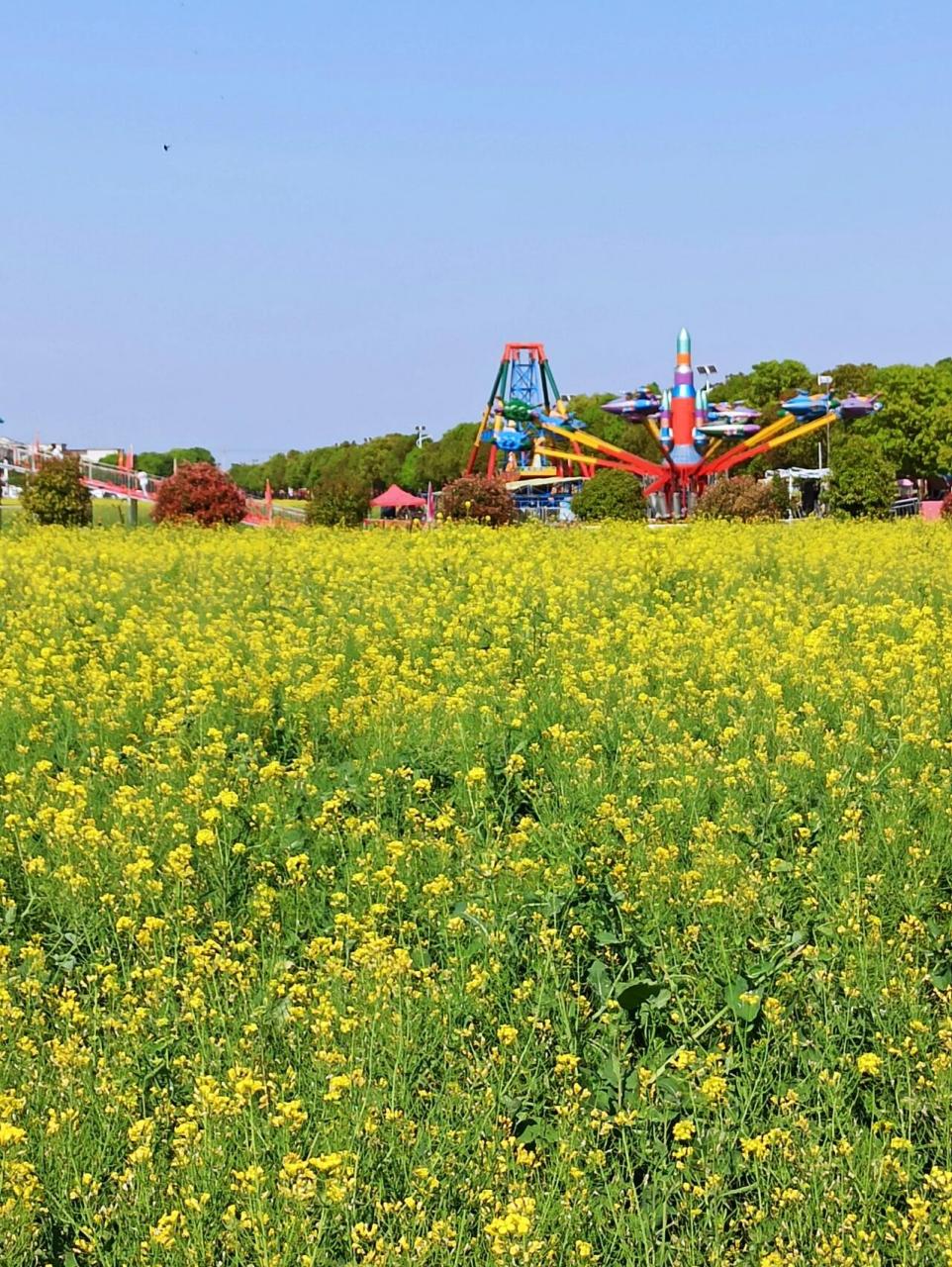 蔡甸消泗油菜花图片