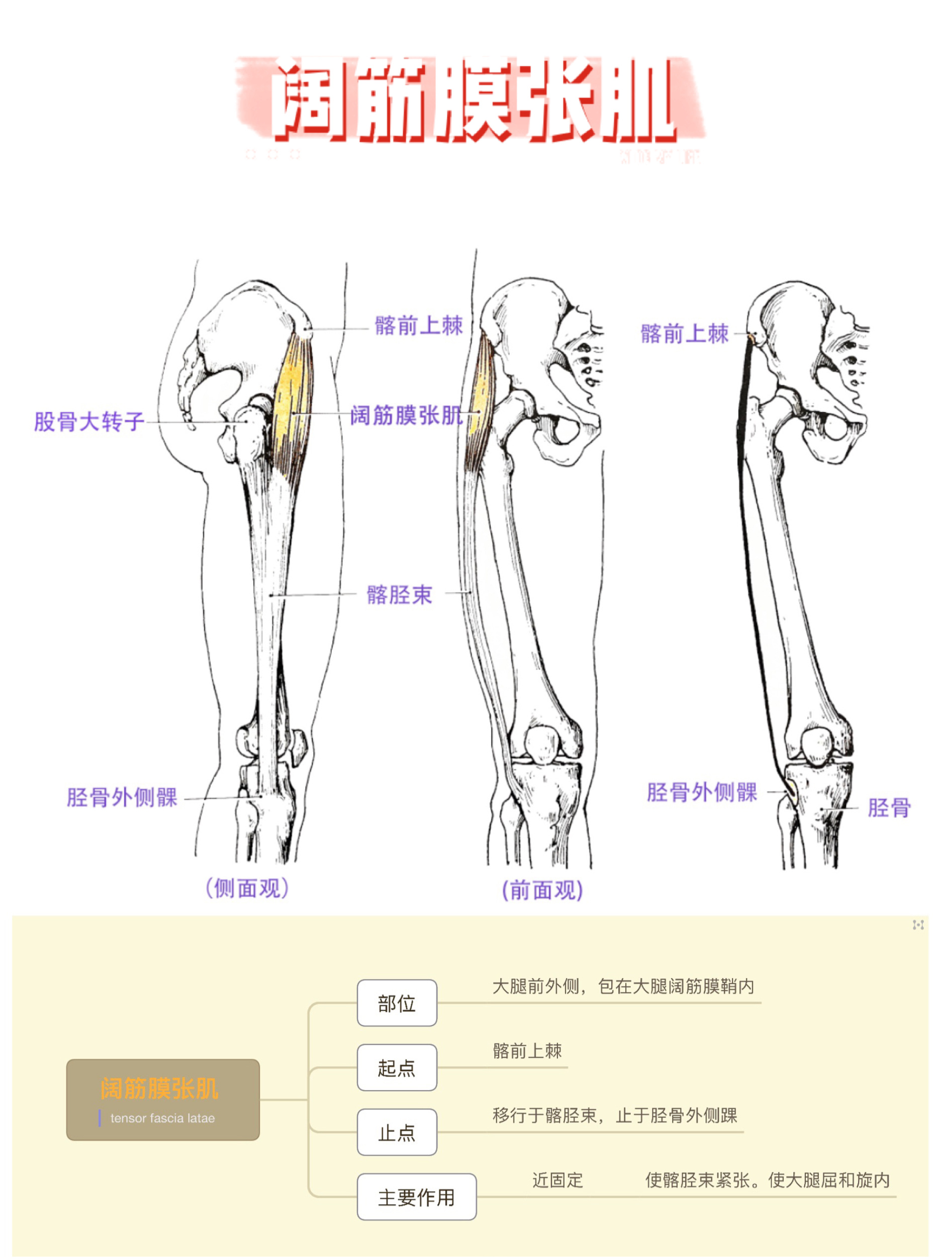 髂前下棘肌肉图片