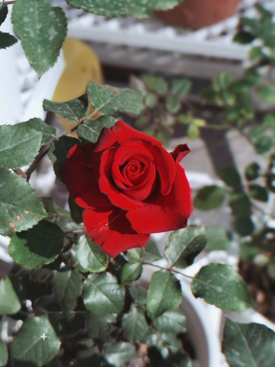 红新娘玫瑰月季优缺点图片