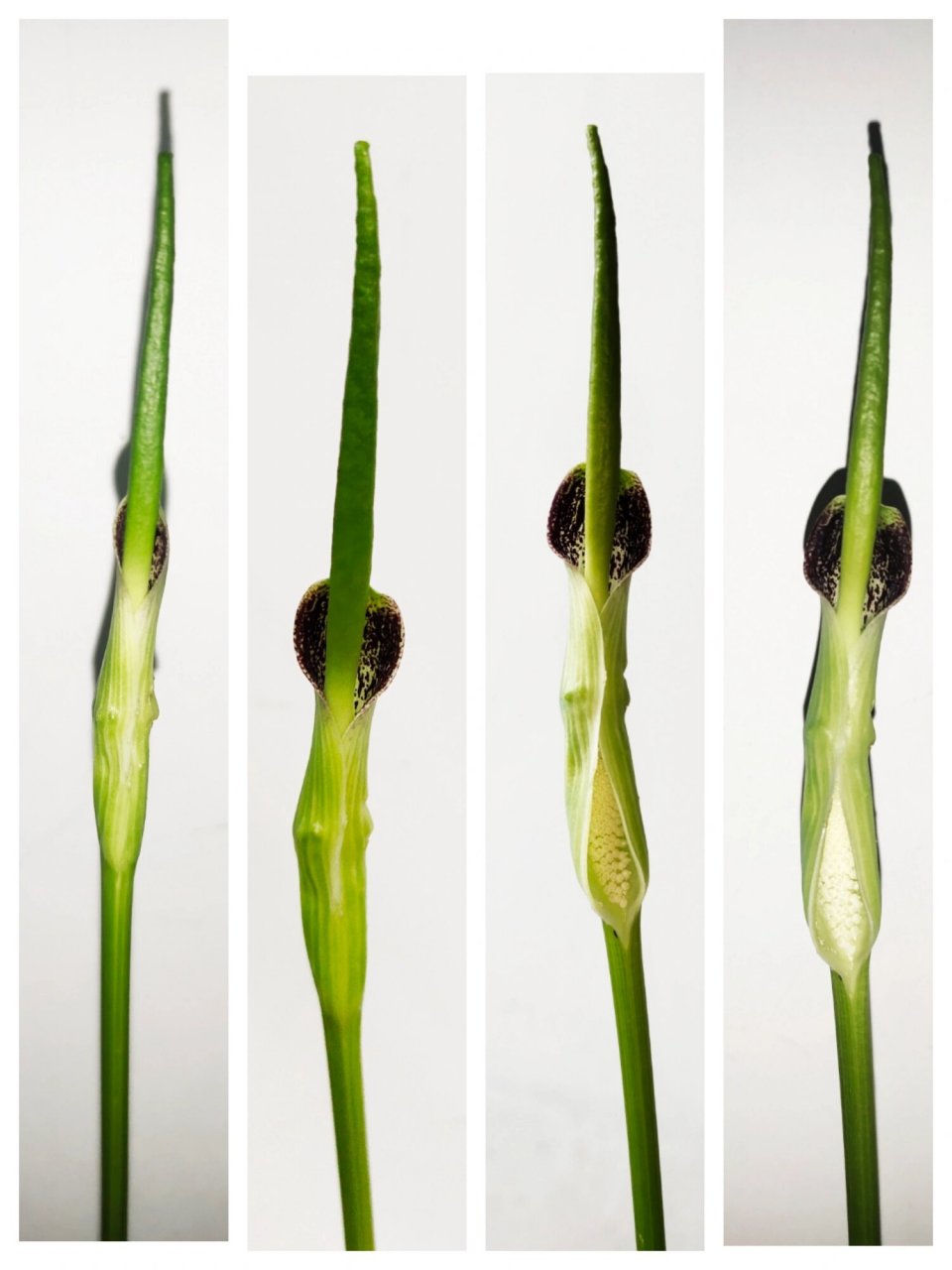 记录一棵半夏开花的全过程 天南星科半夏属——半夏.