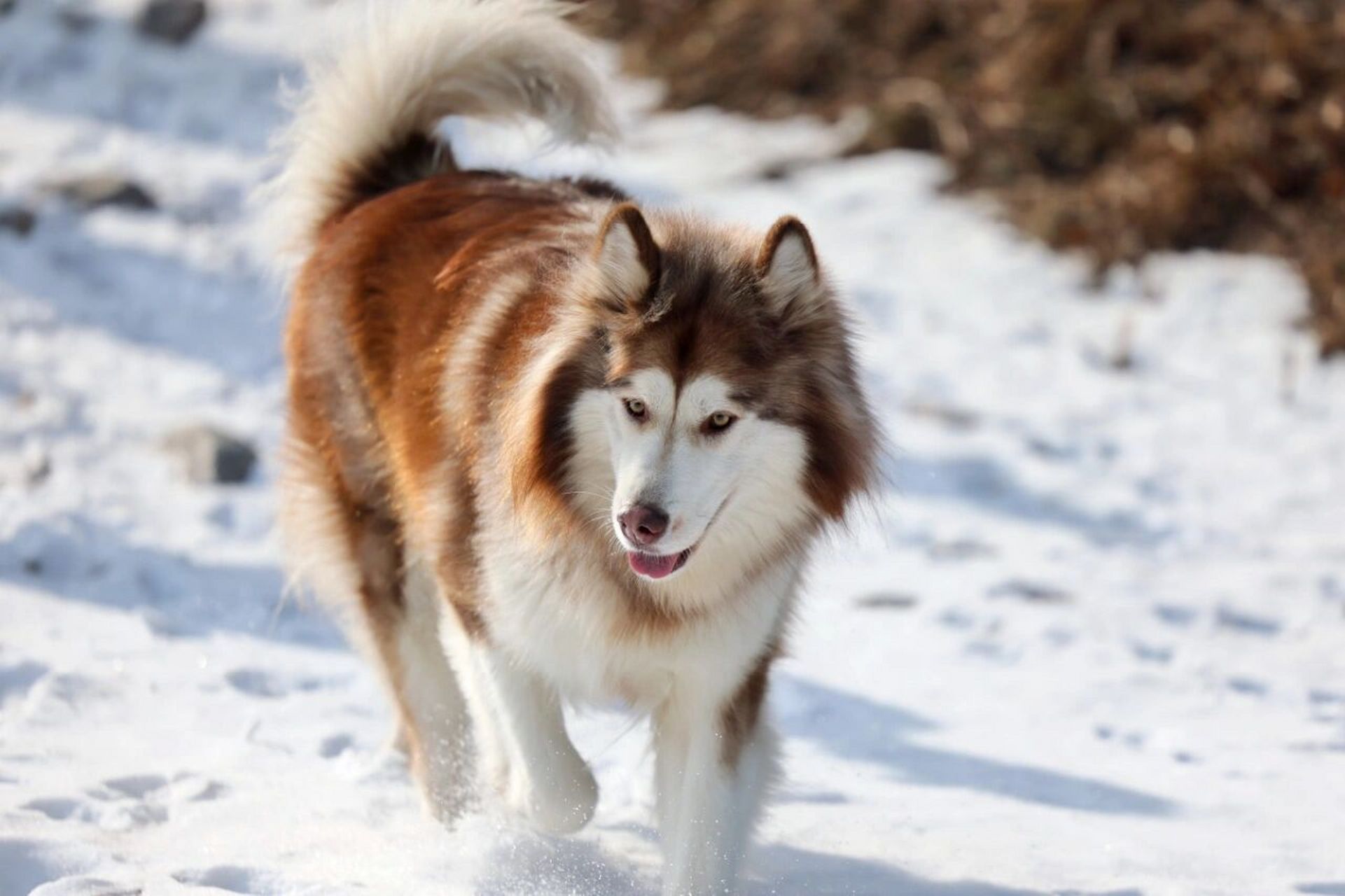 阿拉斯加犬是大型犬么图片