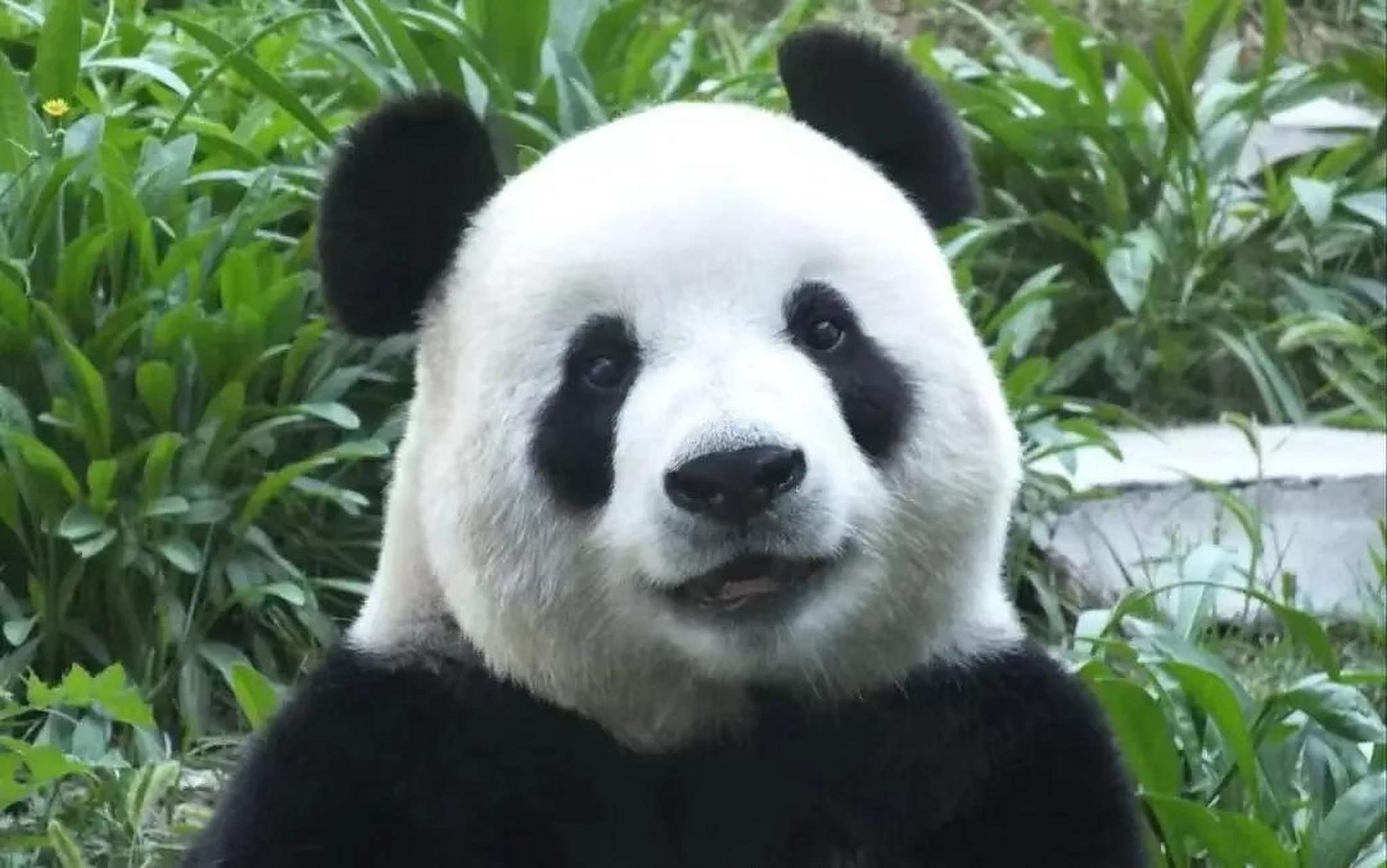 飞云是一只雌性大熊猫,和金虎,妙音一起被游客们称为"大连三宝".