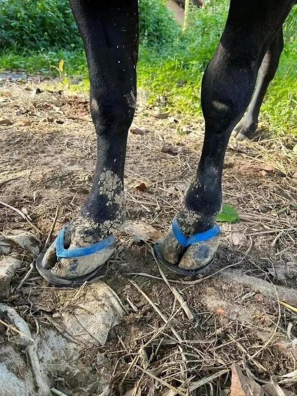 海南遍地凉鞋人字拖