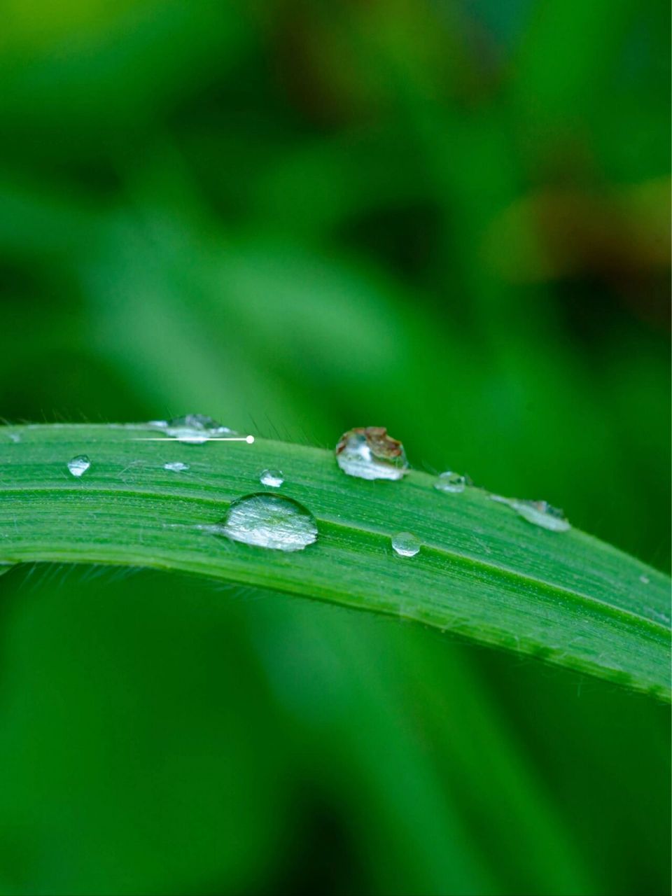 绿色系温柔护眼手机电脑壁纸分享第二弹 99触目可及的绿色,温柔