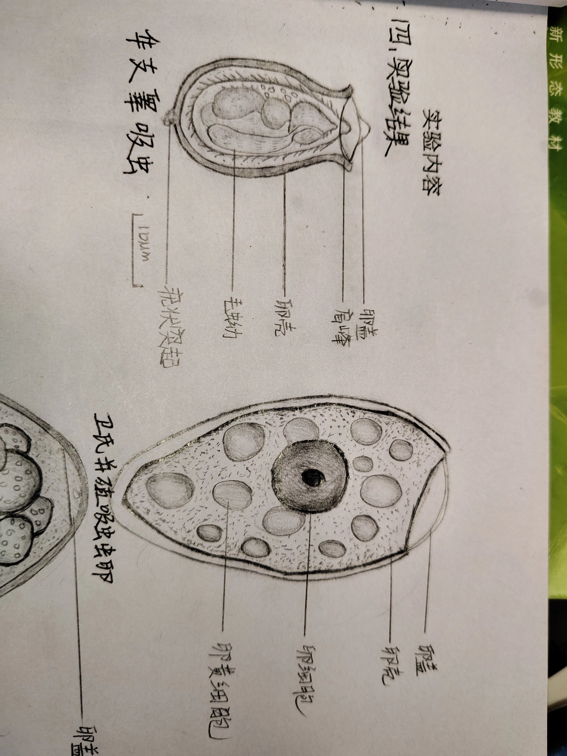 鹿前后盘吸虫手绘图图片