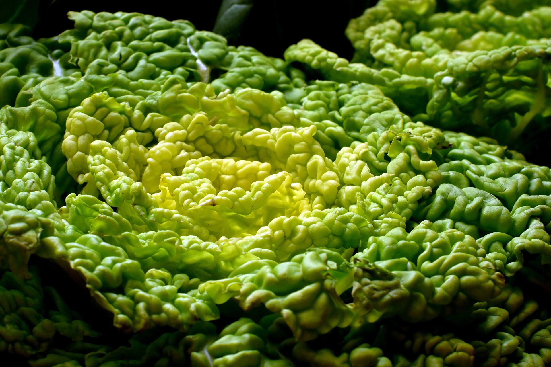 卷窝菜 十字花科  芸薹属,又名黄心菜,冬白菜,菊花心,在豫南信阳有