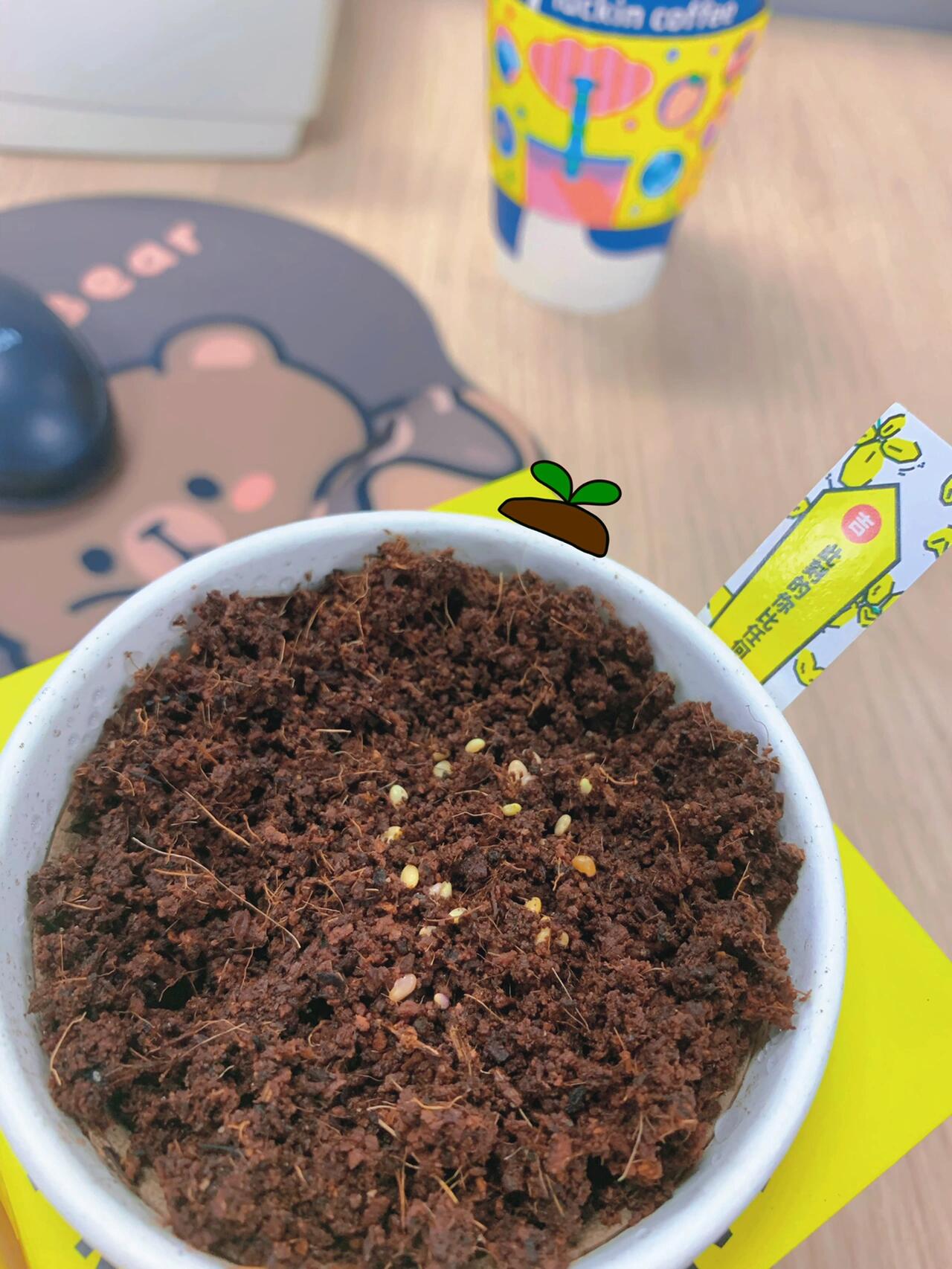 四叶草种子三天就冒小绿芽咯～  97