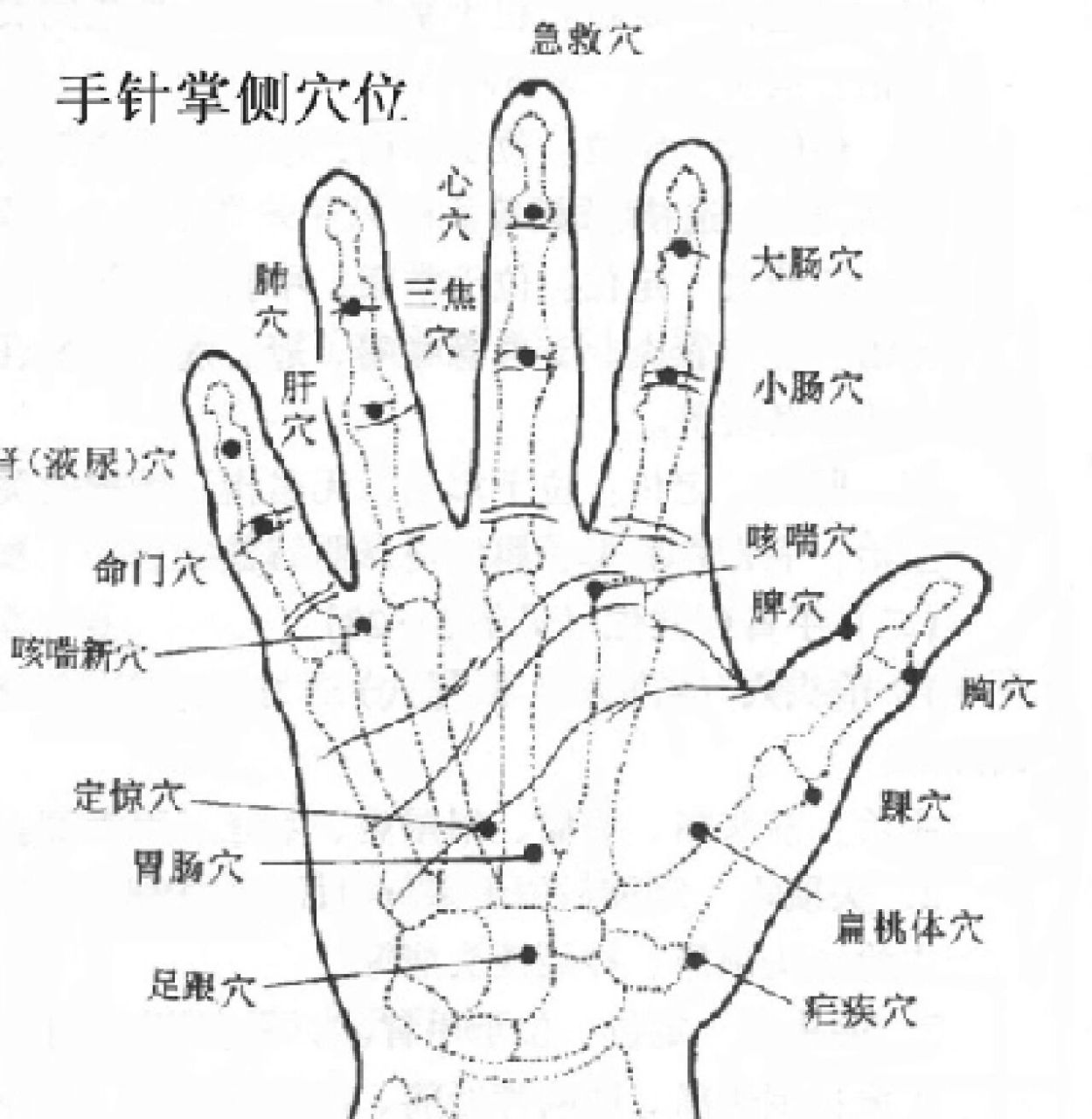 人体手部位名称图图片