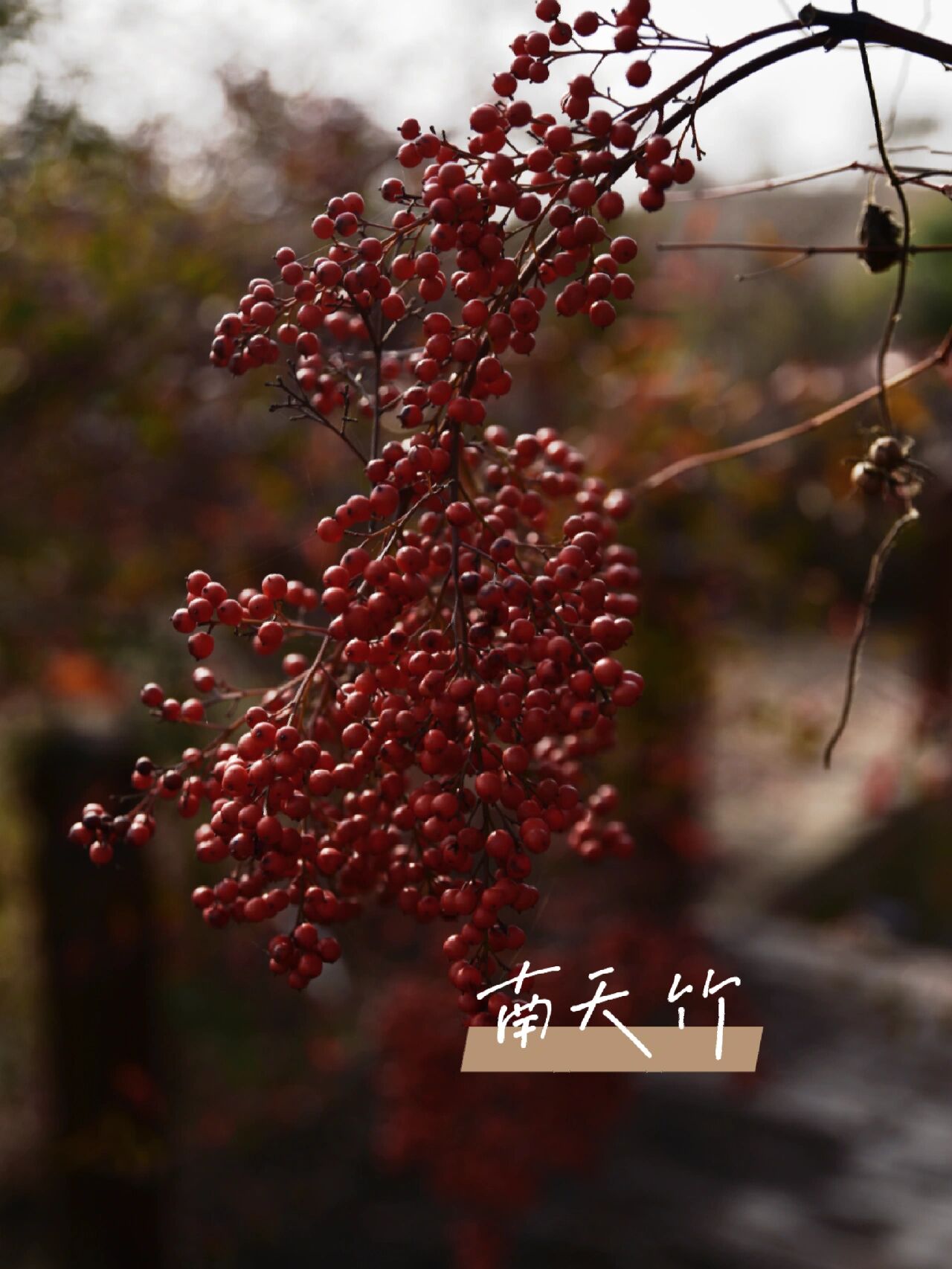 红果子植物图片