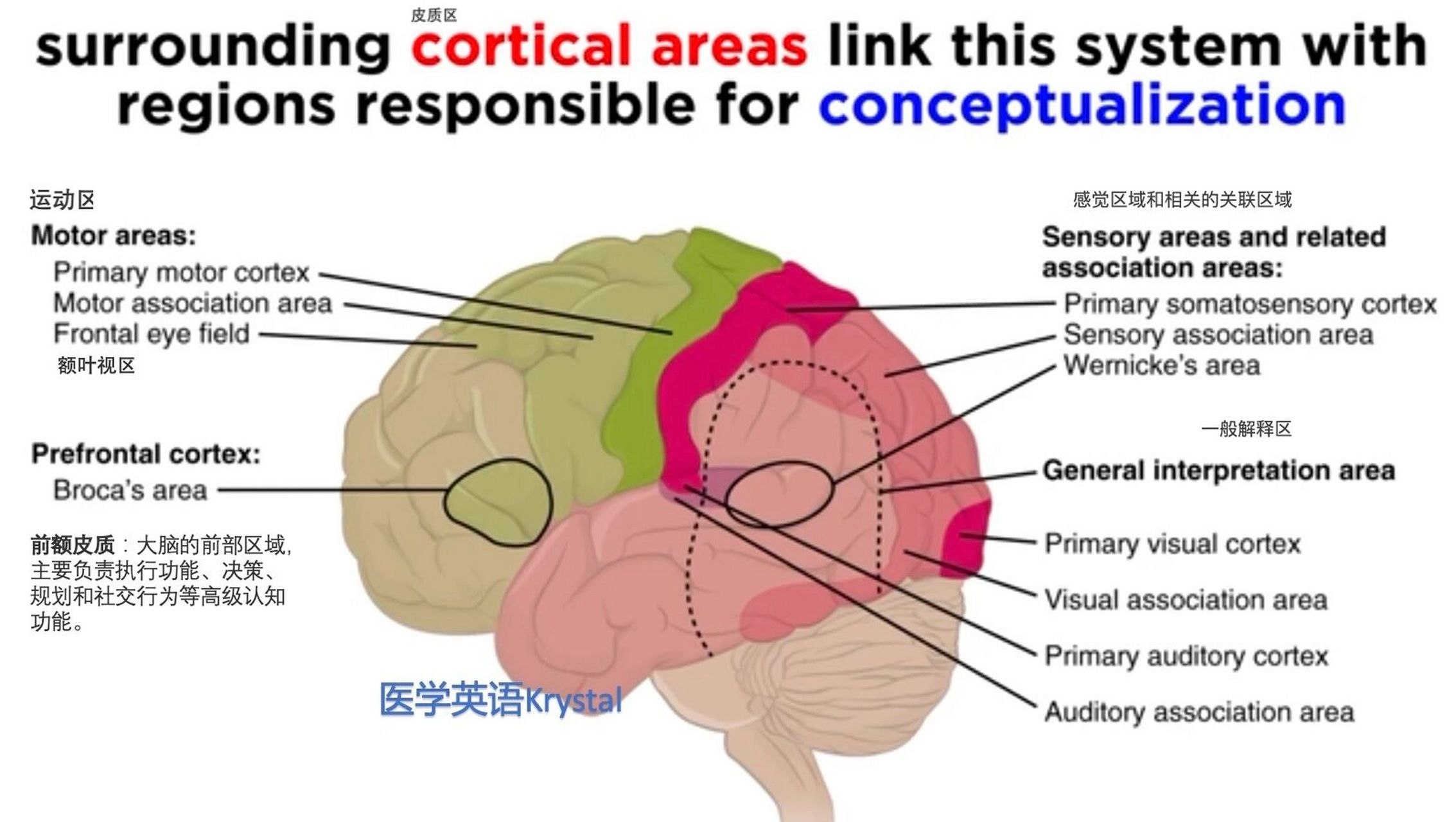 大脑分区及功能 #医学# #医学英语# #大脑# #大脑功能