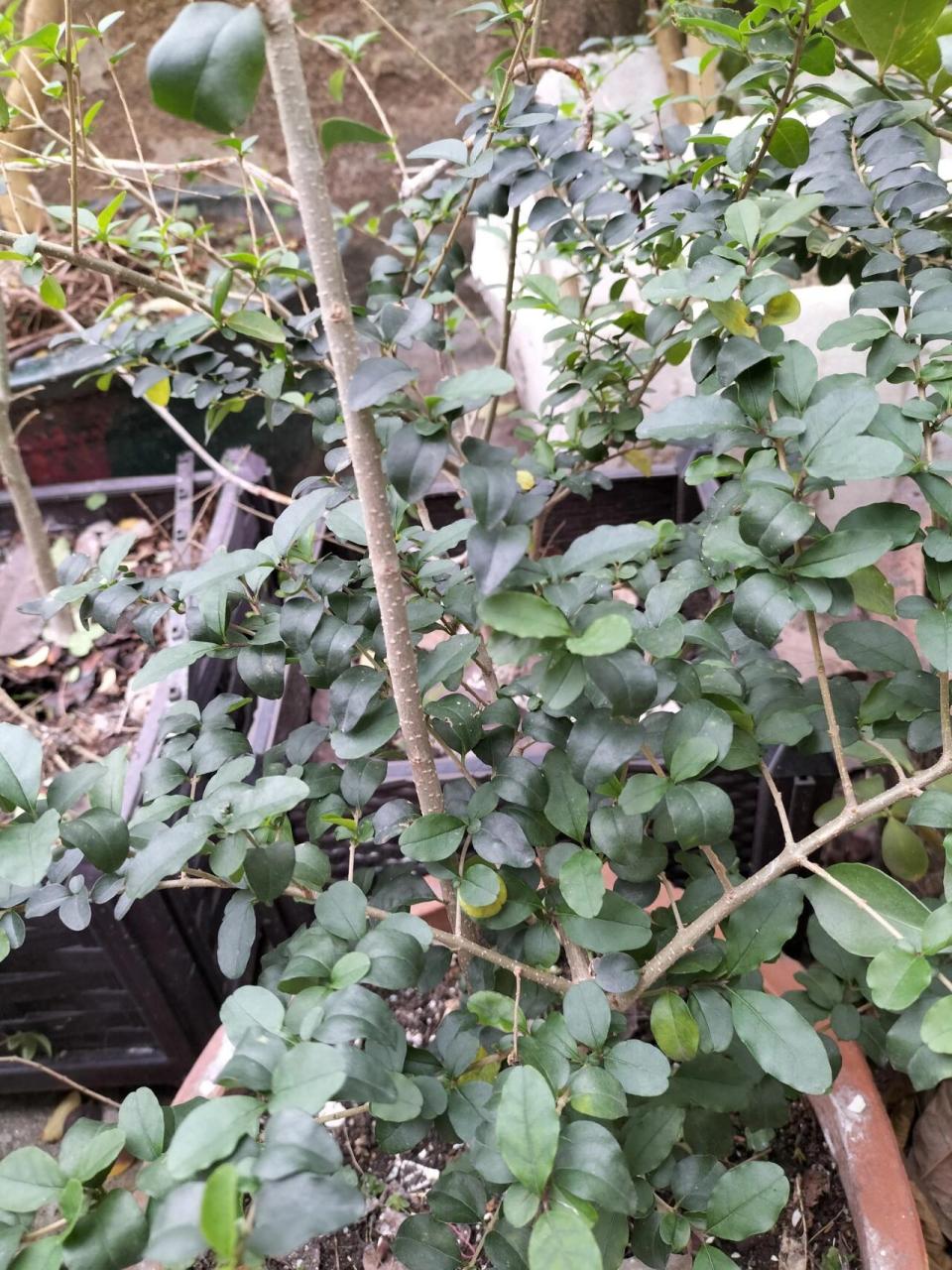 关于真假蓝莓 去年四月份种的蓝莓果树,至今都没开过花十之八九是假的
