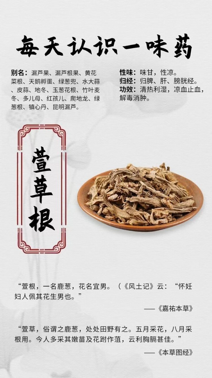 认识一味药】91 萱草根 95 【每天认识一味药】 91 萱草根 别名