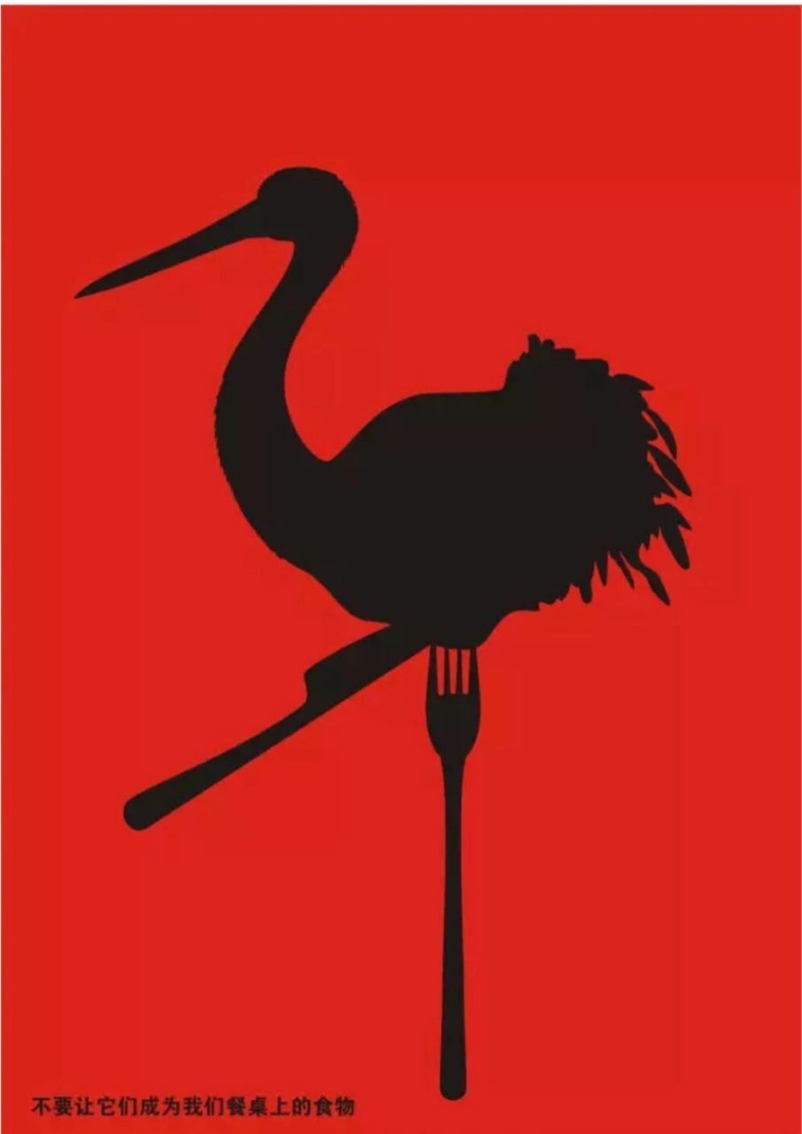今日分享一组以保护动物为主题的海报,你们喜欢吗?