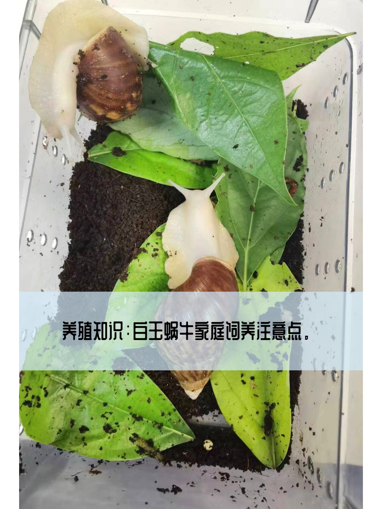 家庭饲养白玉蜗牛需要注意什么. 白玉蜗牛养殖需要需要注意些什么?