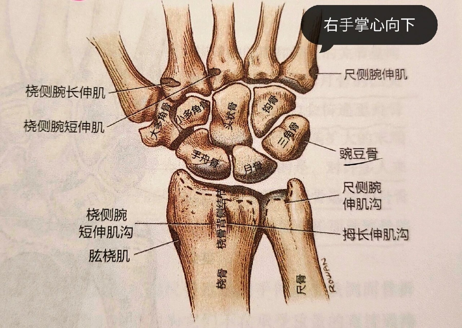 手骨骼结构图名称图片图片