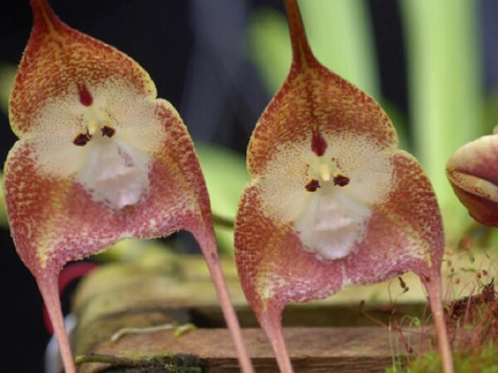 每日一花|猴面小龙兰 猴面小龙兰:别名猴脸兰花,兰科,小龙兰属小型