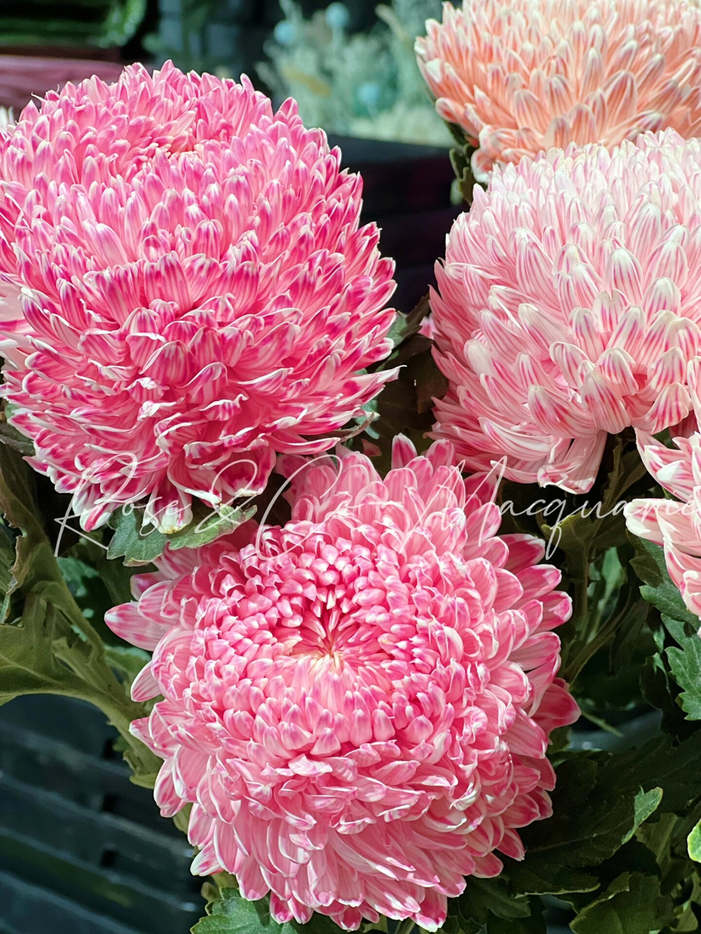 牡丹菊-花语圆满,浓情,富贵,长寿/悉尼花店