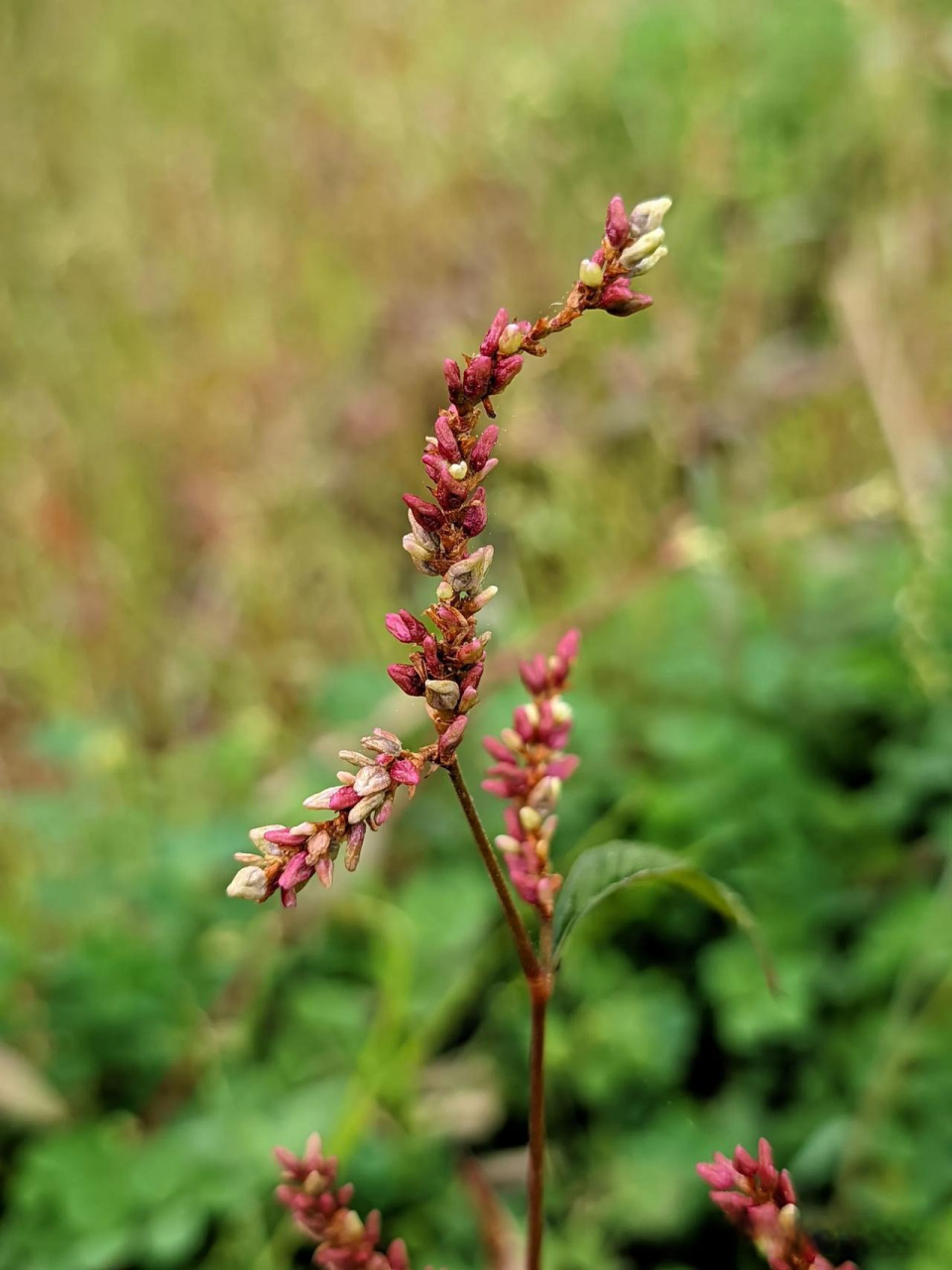春机dou来赢春日生活打卡季  红花绿叶,岁月如歌.