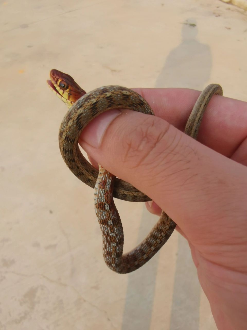 草腹链蛇~花浪蛇## 草腹链蛇传说是土地公公的儿子,出现在工作的地方