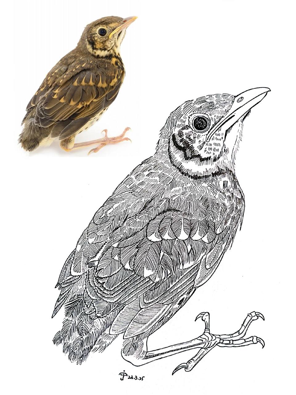 钢笔画 画眉鸟幼仔 左滑看步骤 今日阳光明媚,带着画本,画只小画眉.