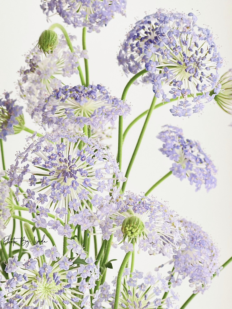 遗落人间的仙子|紫色翠珠花   	 翠珠花,也叫蓝色蕾丝花 	 花语:祝你