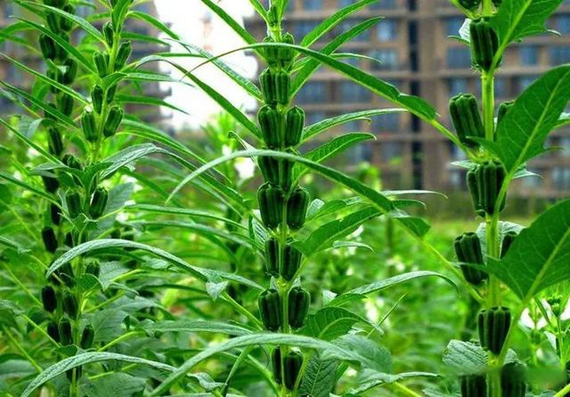 河南芝麻新品种创世界芝麻单产最高纪录  本台郑州10月23日消息,近日