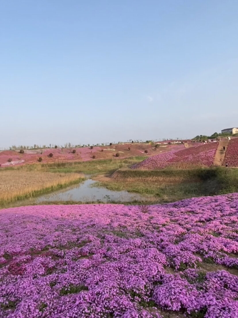 信阳周边游 出山店茶果庄园 吴家店邓楼村出山店茶果庄园有一大片花海